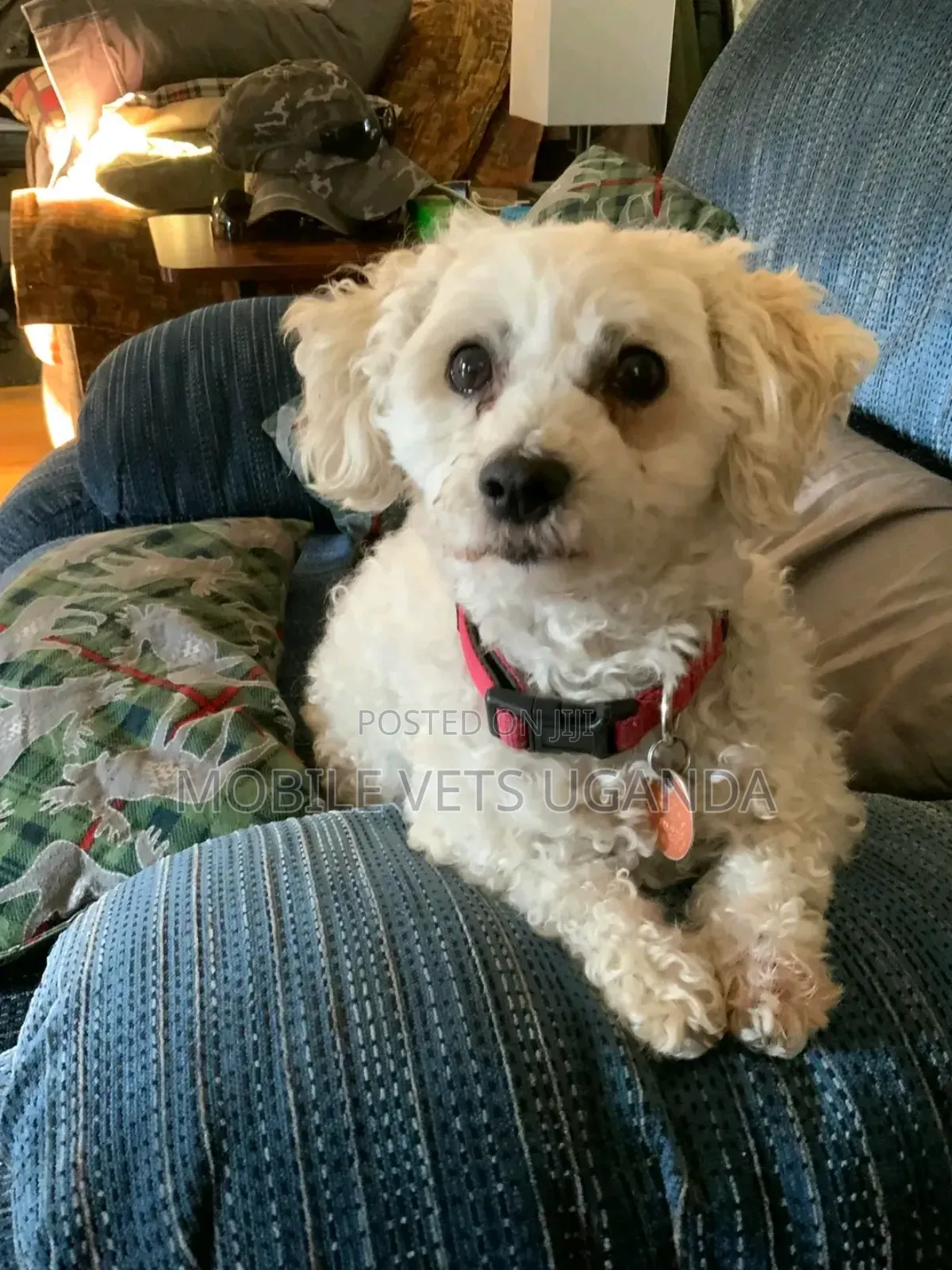 3-6 months Female Purebred Maltese