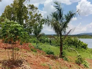 1.7 Acres,Freehold Titled Land, Fenced With a Workers' House,On R.Nile