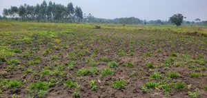 3 Acres Touching the River Nile,Kangulumira, Priced 190million Ugx.