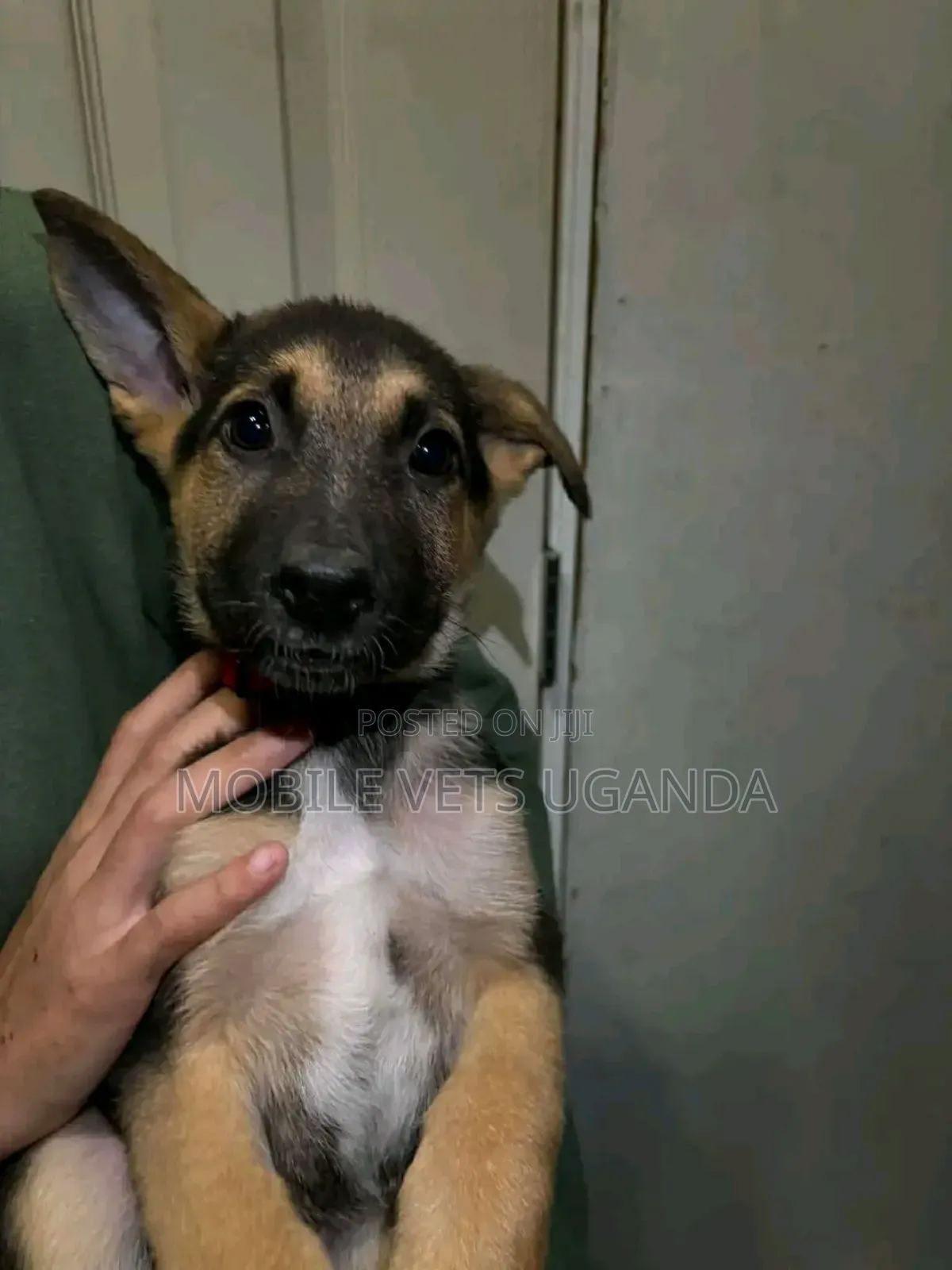 1-3 months Female Purebred German Shepherd