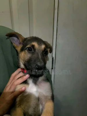 3-6 months Male Purebred German Shepherd