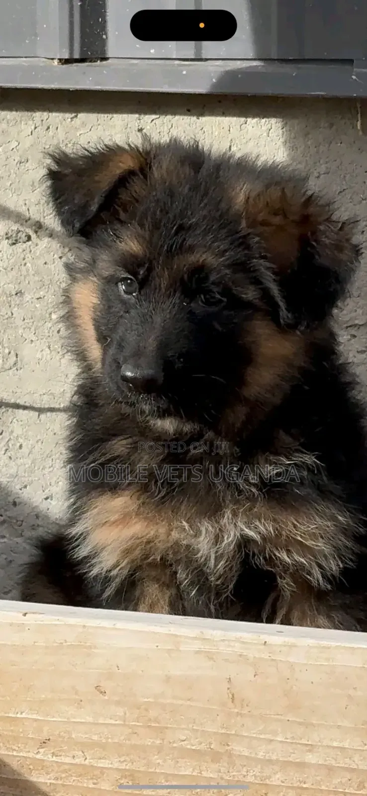 1-3 months Female Purebred German Shepherd