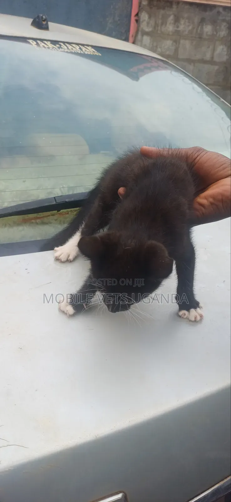 1-3 months Female Purebred Bengal