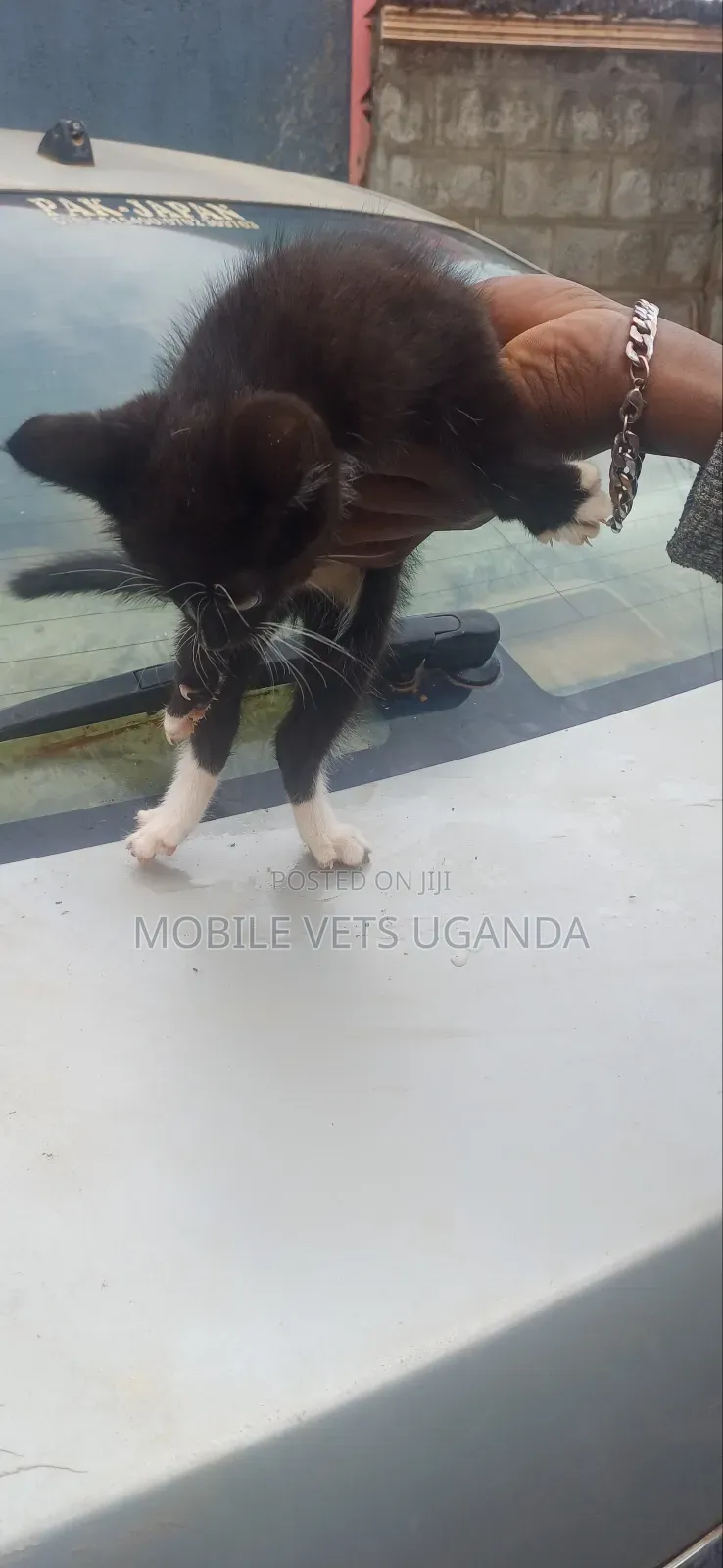 1-3 months Female Purebred Somali