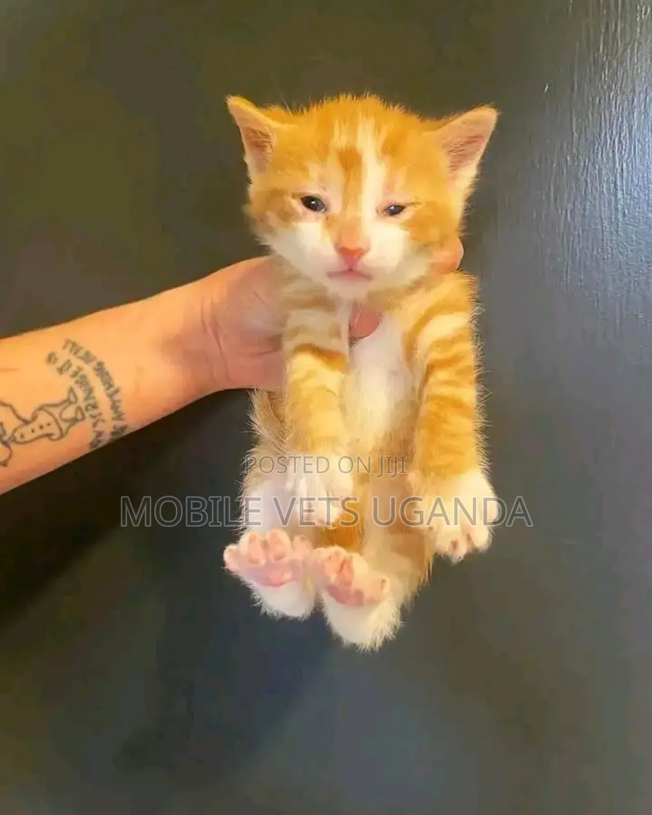 3-6 months Female Purebred Siberian