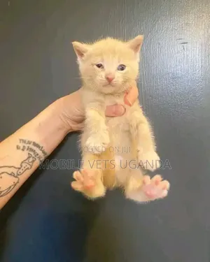 1-3 months Female Purebred Norwegian Forest