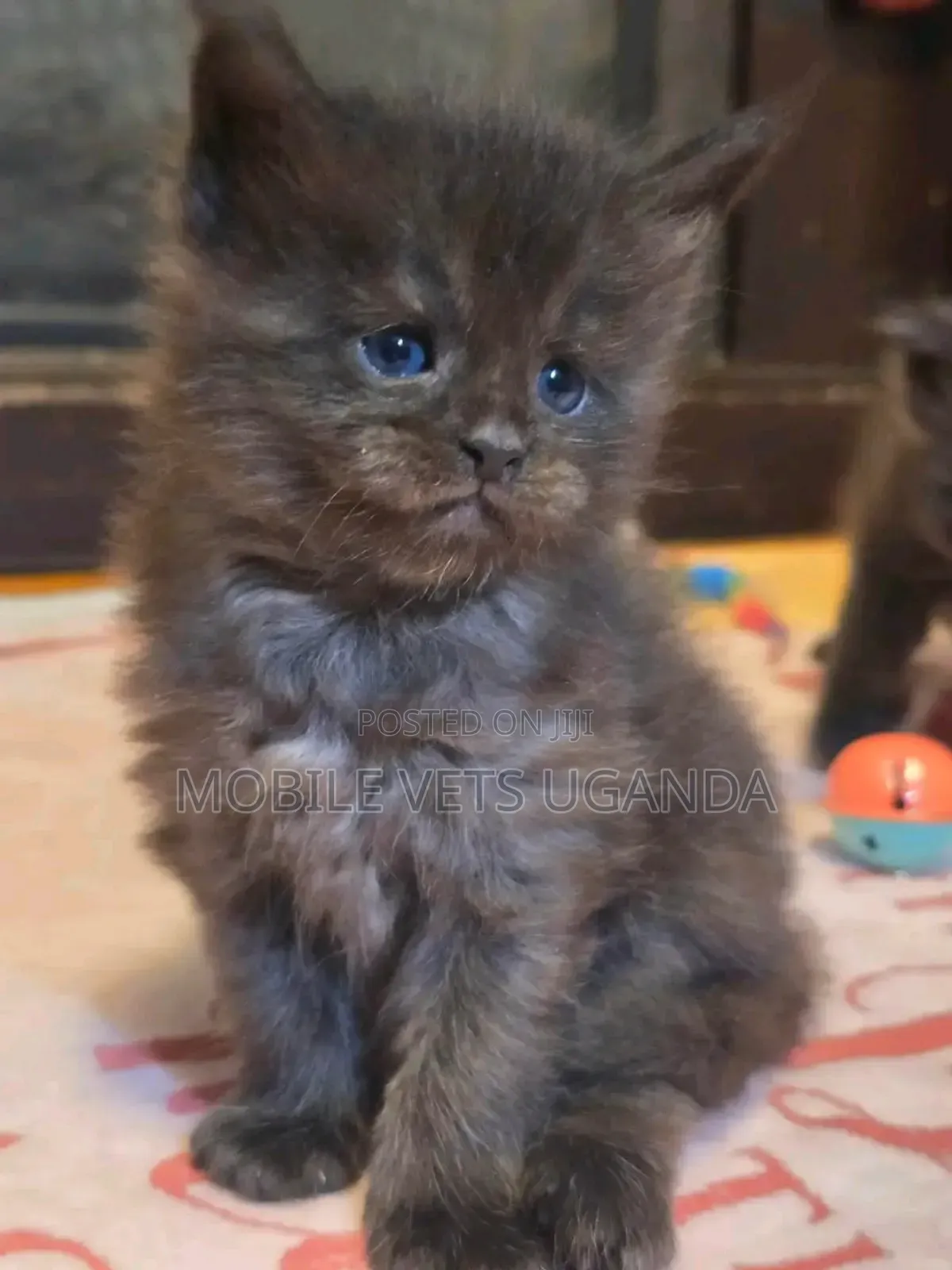 0-1 month Male Purebred Persian