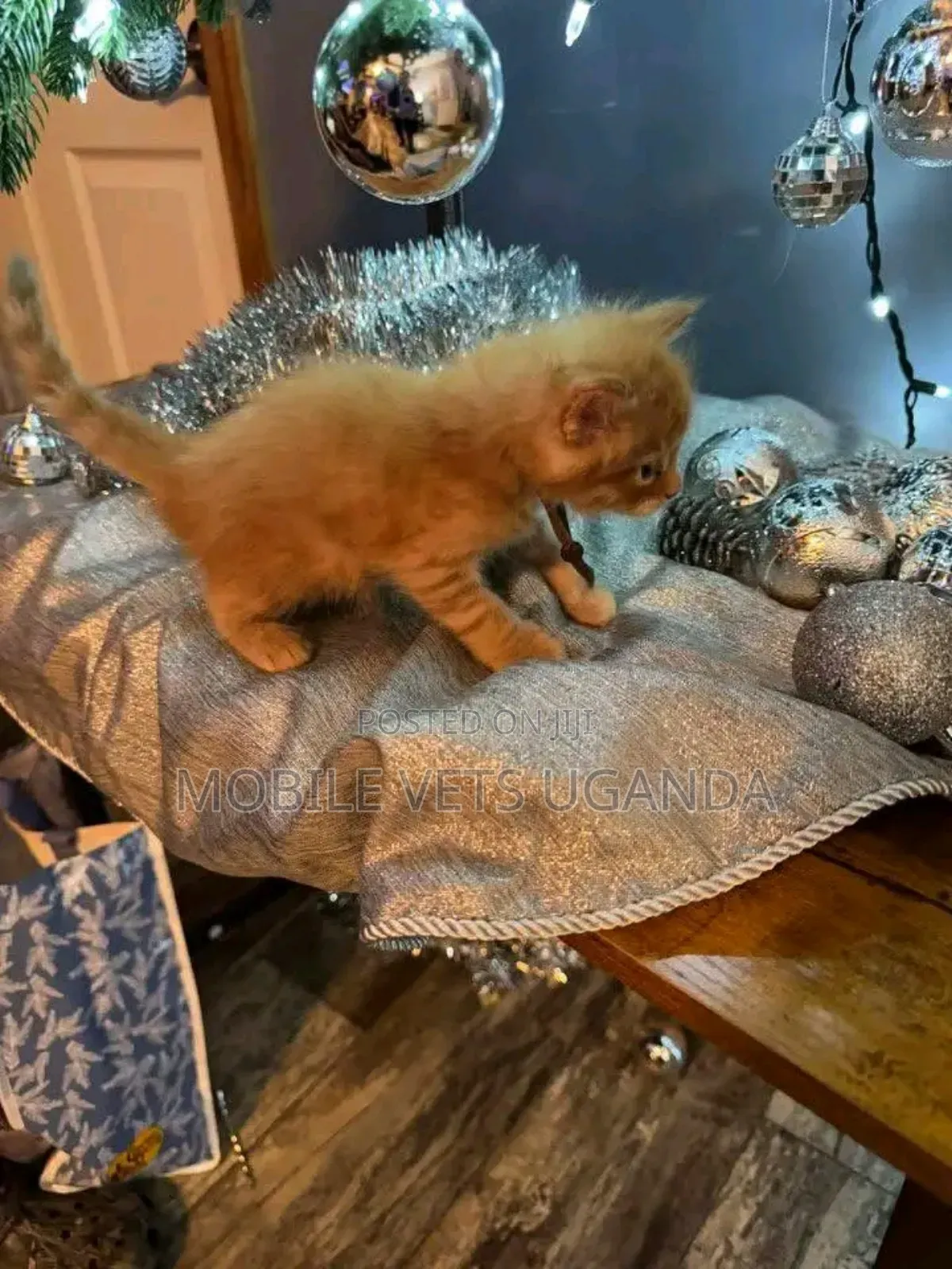 1-3 months Male Purebred Singapura
