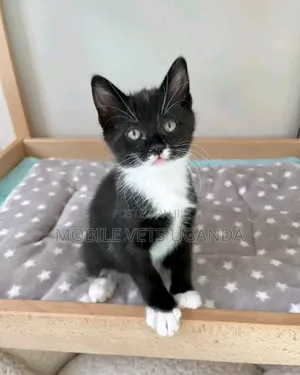 1-3 months Male Purebred Bombay