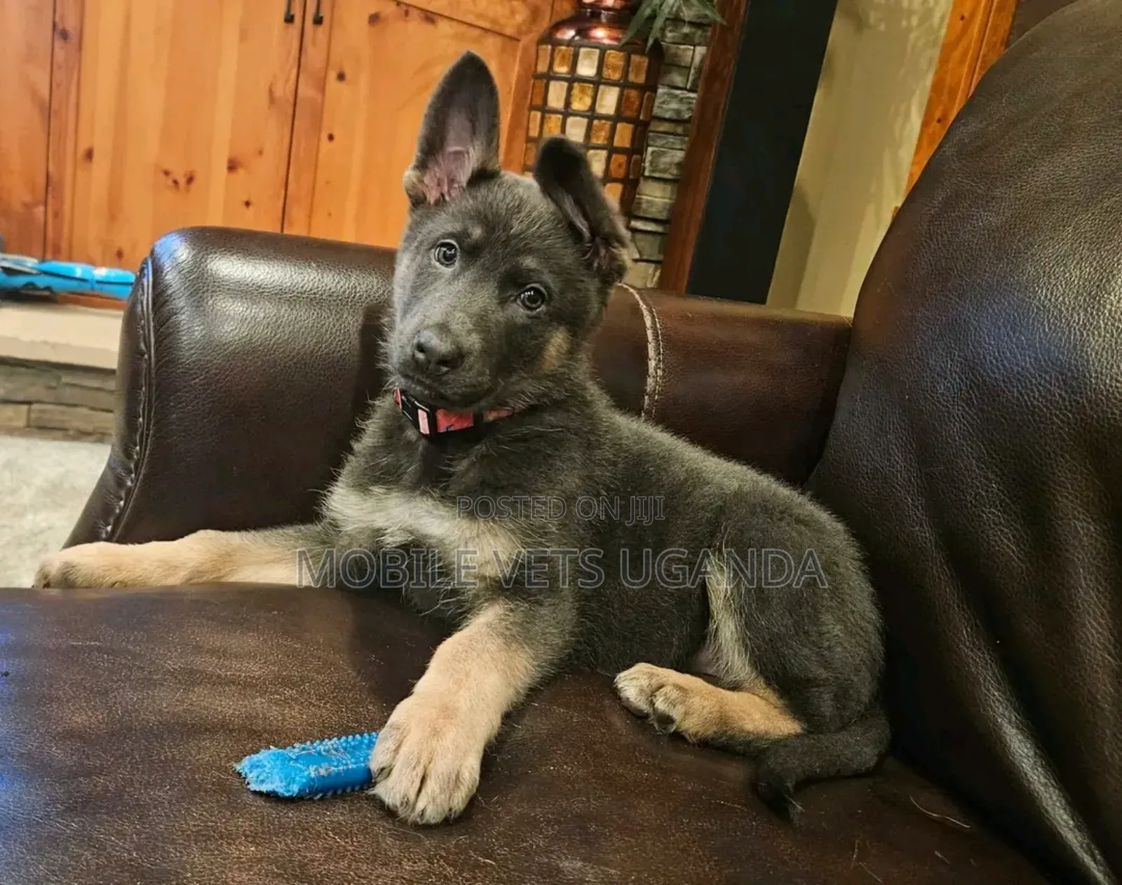1-3 months Male Purebred German Shepherd