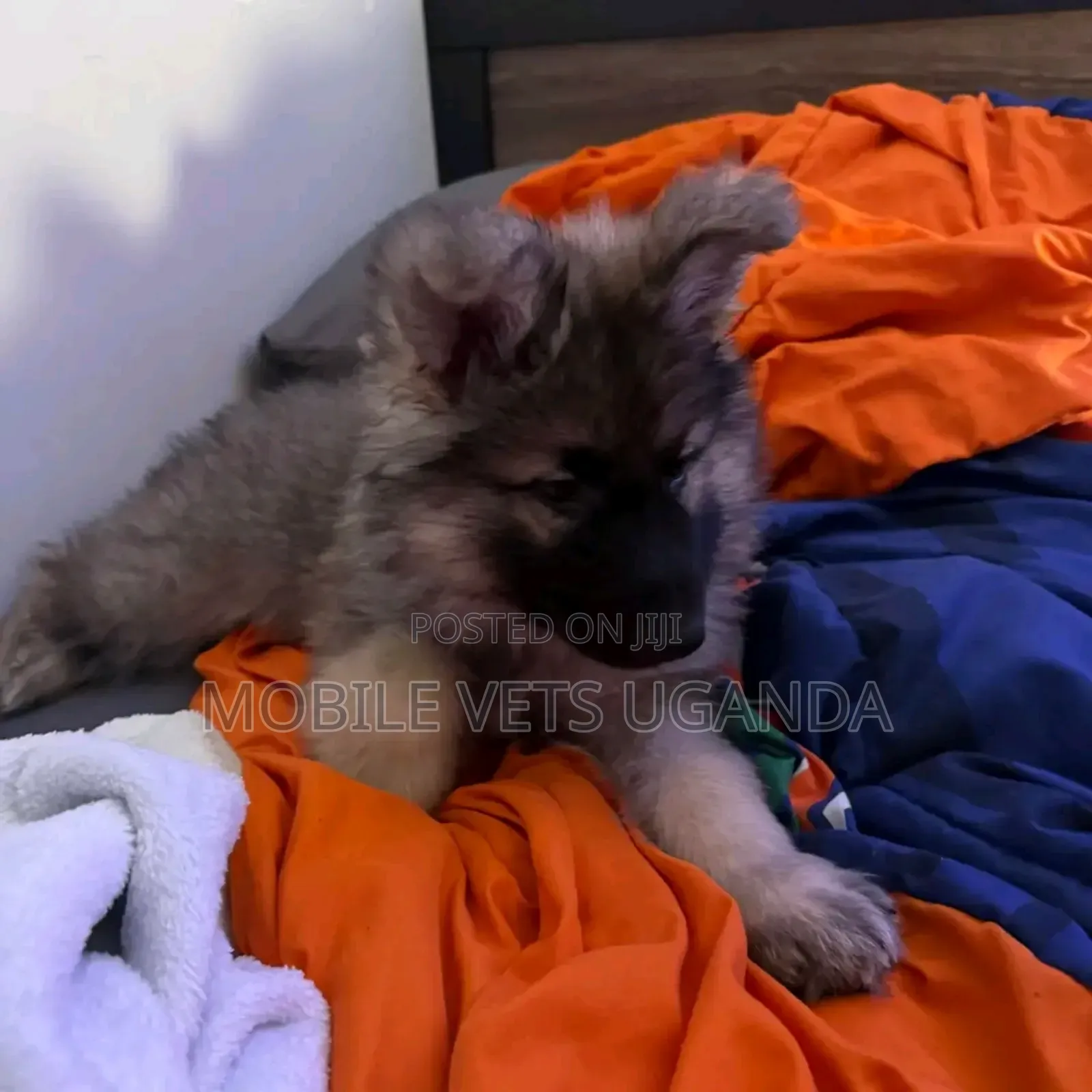 0-1 month Male Purebred German Shepherd