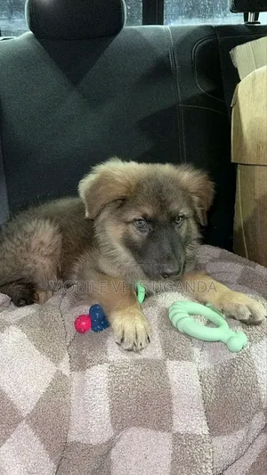 1-3 months Female Purebred German Shepherd