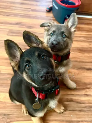 3-6 months Male Purebred German Shepherd