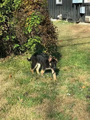 3-6 months Male Purebred German Shepherd