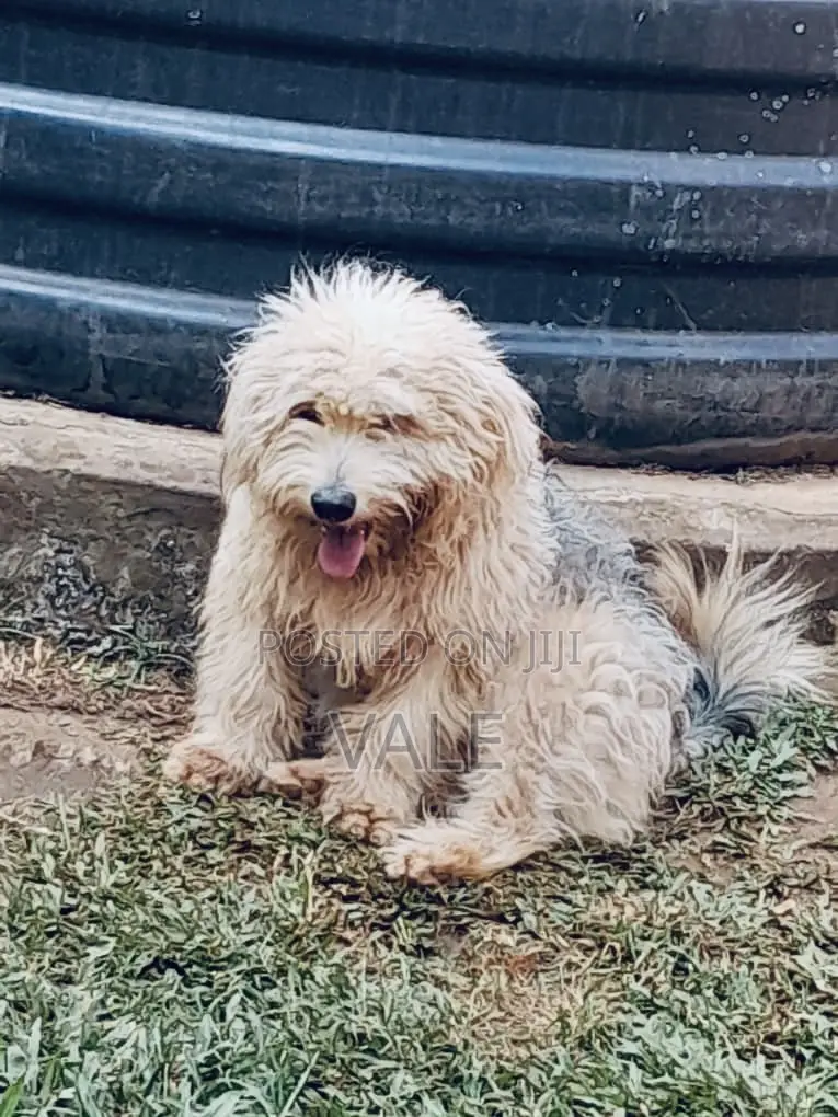 1-3 months Male Mixed Breed Maltese