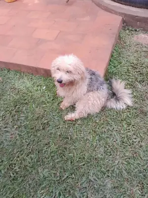 1-3 months Male Mixed Breed Maltese