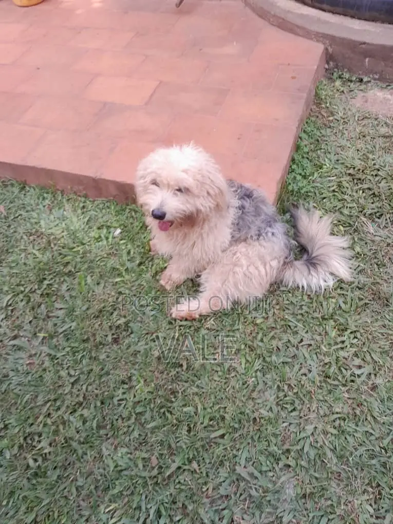 1-3 months Male Mixed Breed Maltese