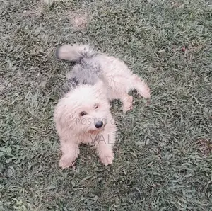 1-3 months Male Mixed Breed Maltese