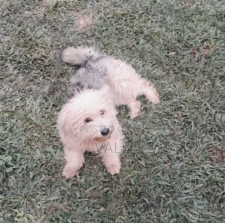 1-3 months Male Mixed Breed Maltese