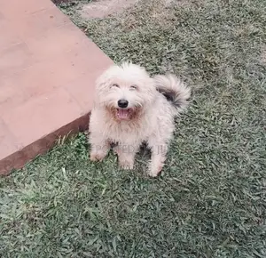 1-3 months Male Mixed Breed Maltese