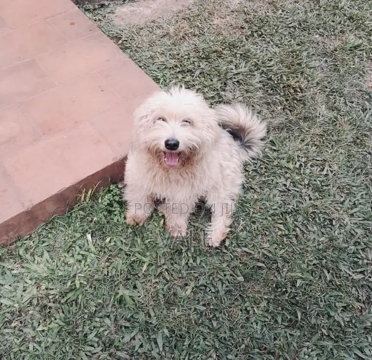 1-3 months Male Mixed Breed Maltese