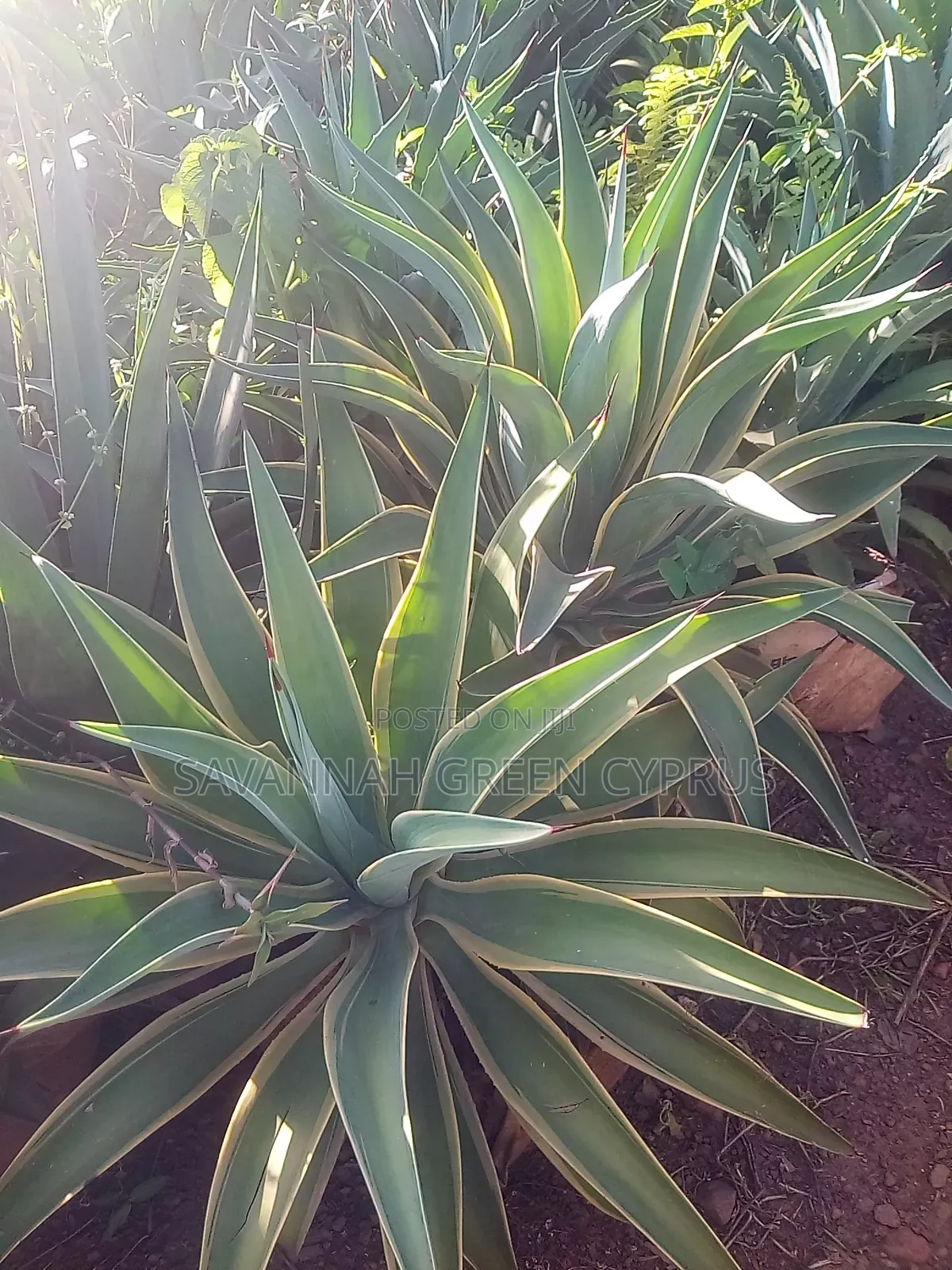 Agave Plants