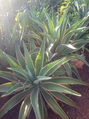 Agave Plants