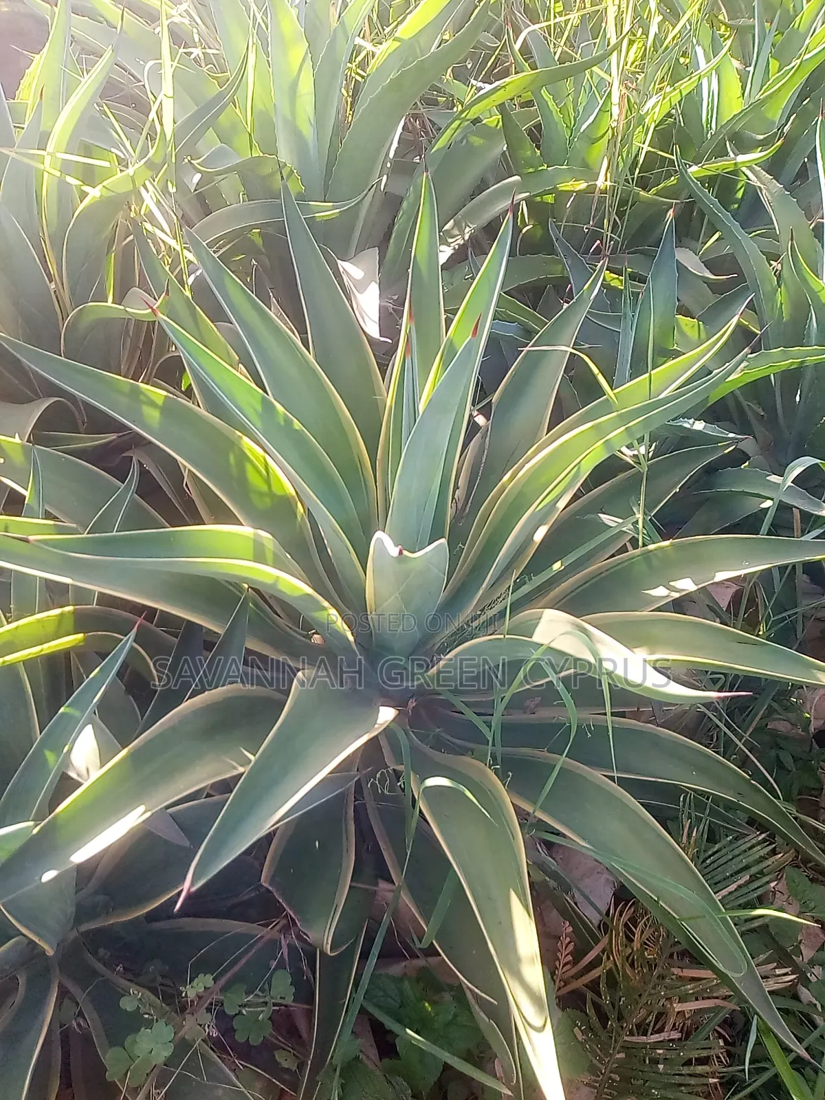 Agave Plants