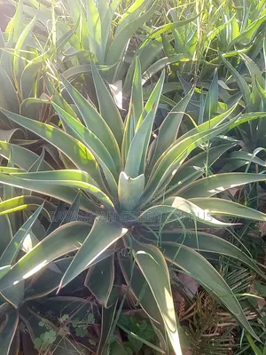 Agave Plants