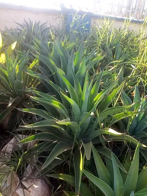 Agave Plants