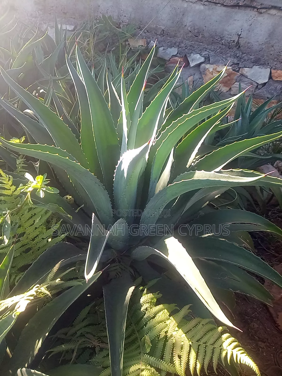 Agave Plants