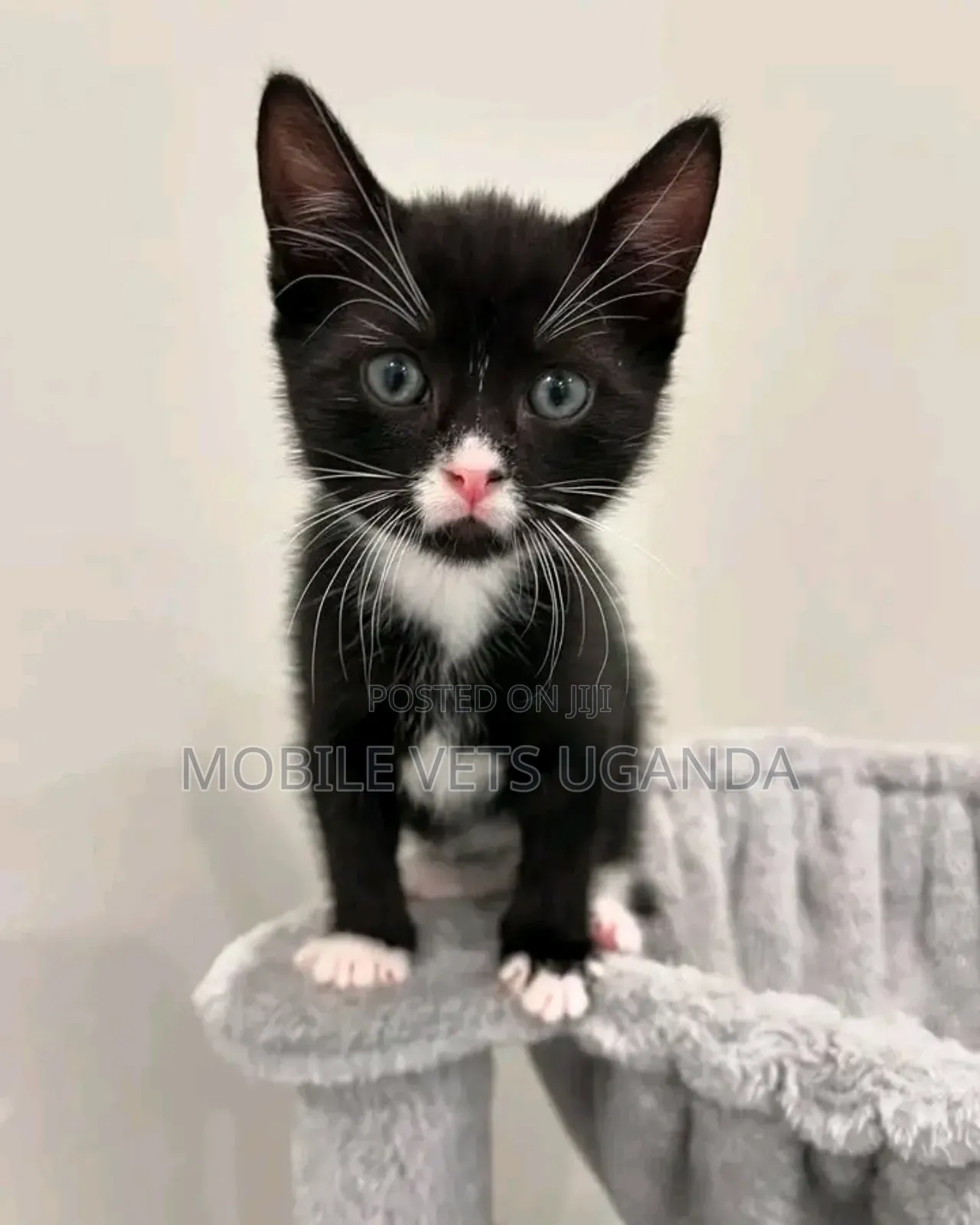 1-3 months Male Purebred Bombay