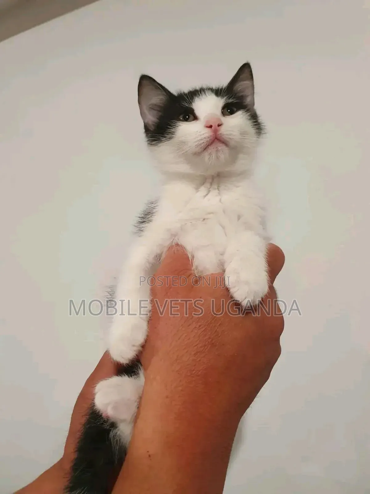 3-6 months Female Purebred Bombay