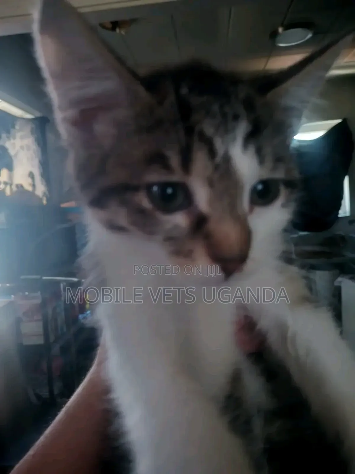 1-3 months Female Purebred Exotic