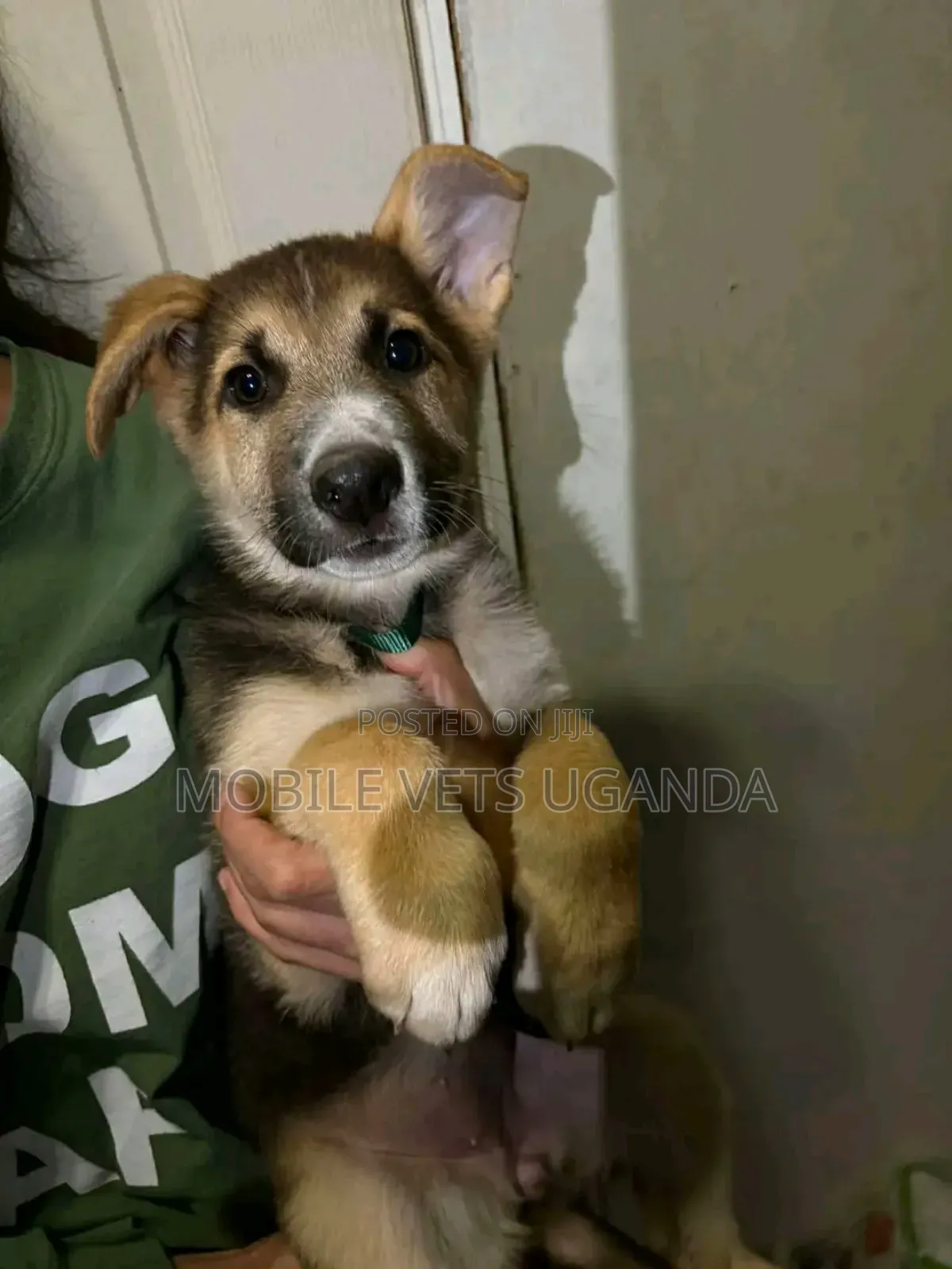 1-3 months Male Purebred German Shepherd