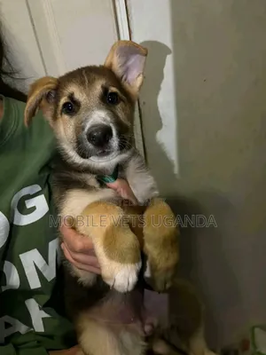 1-3 months Male Purebred German Shepherd