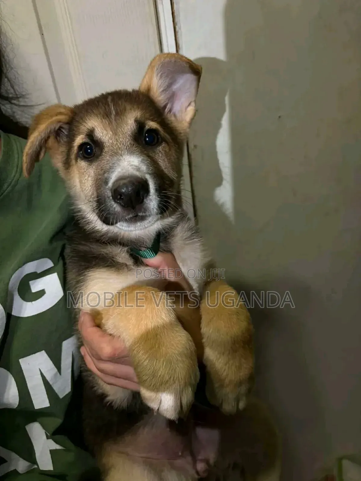 0-1 month Female Purebred German Shepherd