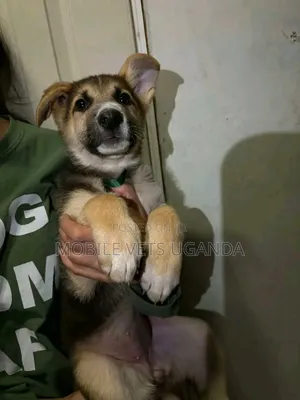 3-6 months Female Purebred German Shepherd