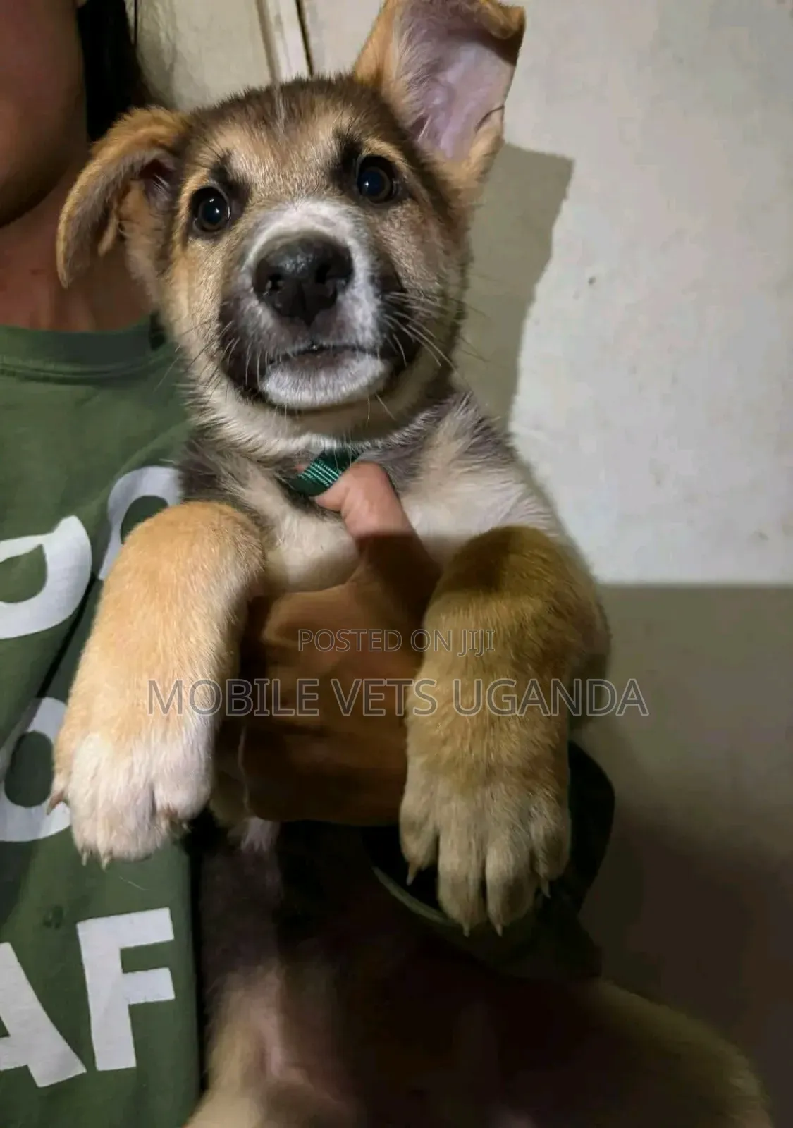 3-6 months Male Purebred German Shepherd