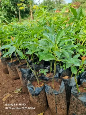 Hass Avocado Seedlings