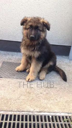 1-3 months Male Purebred German Shepherd