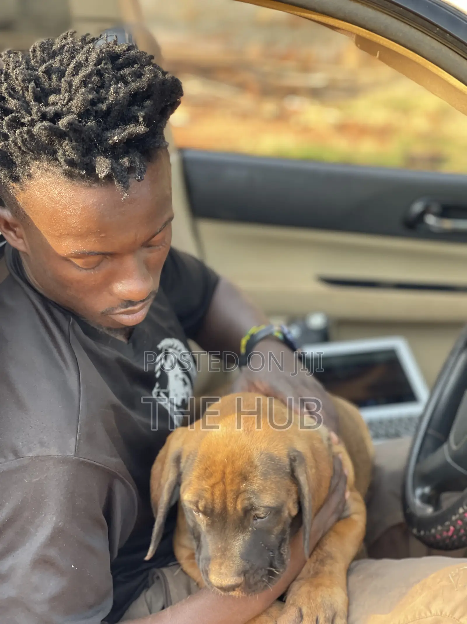 1-3 months Male Purebred Boerboel
