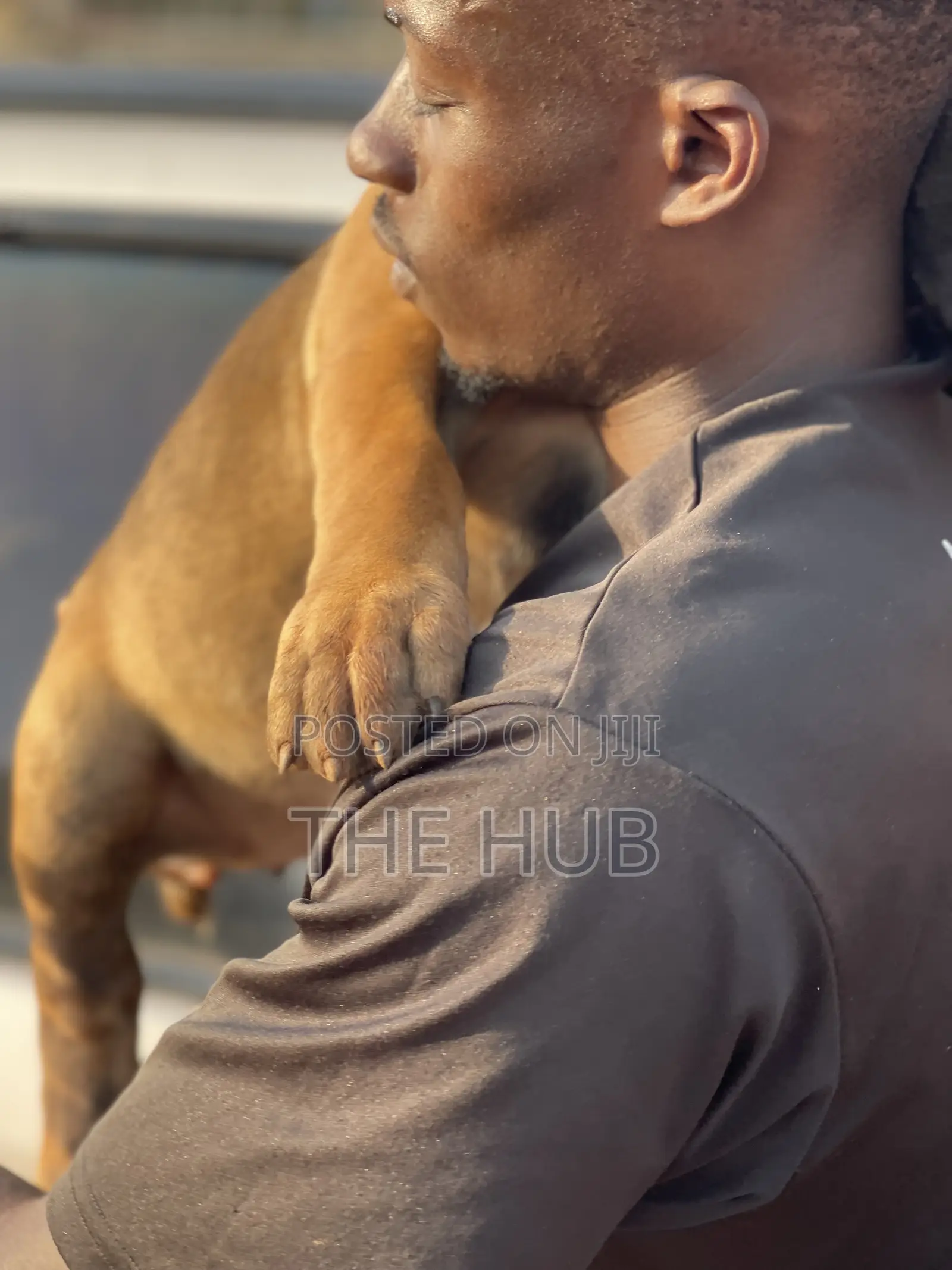 1-3 months Male Purebred Boerboel