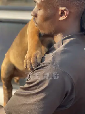 1-3 months Male Purebred Boerboel