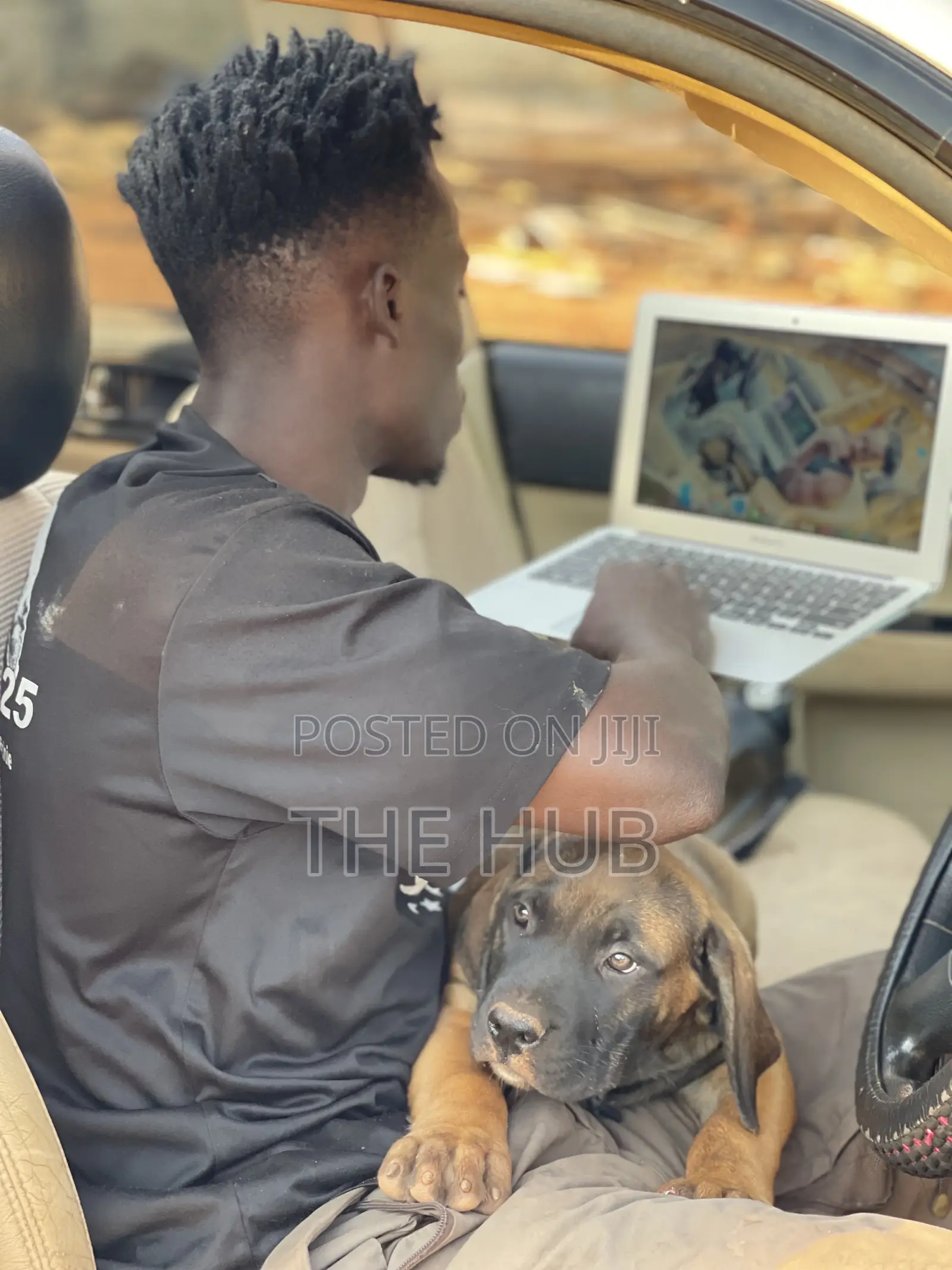 1-3 months Male Purebred Boerboel