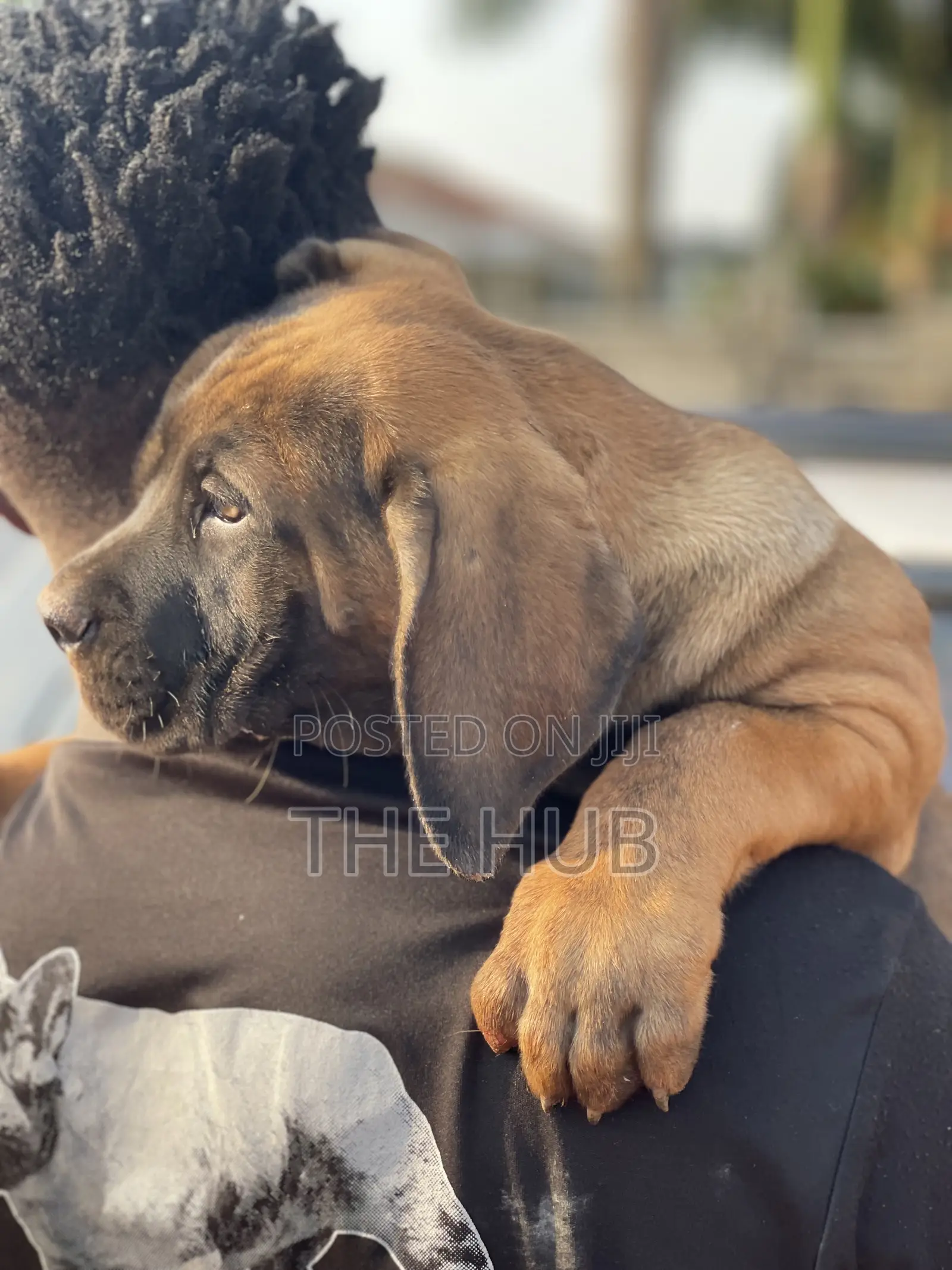 1-3 months Male Purebred Boerboel