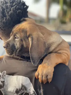 1-3 months Male Purebred Boerboel