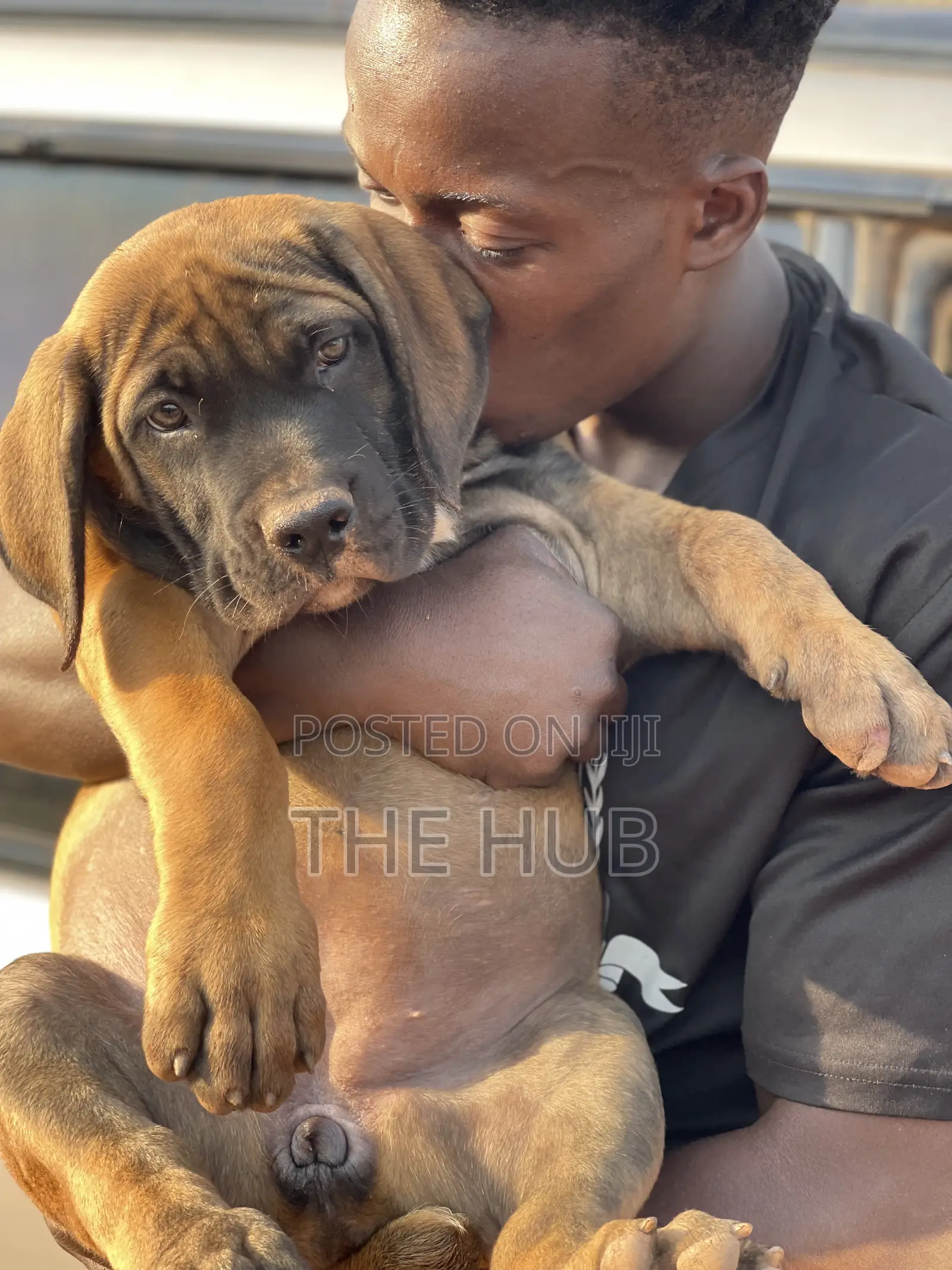 1-3 months Male Purebred Boerboel
