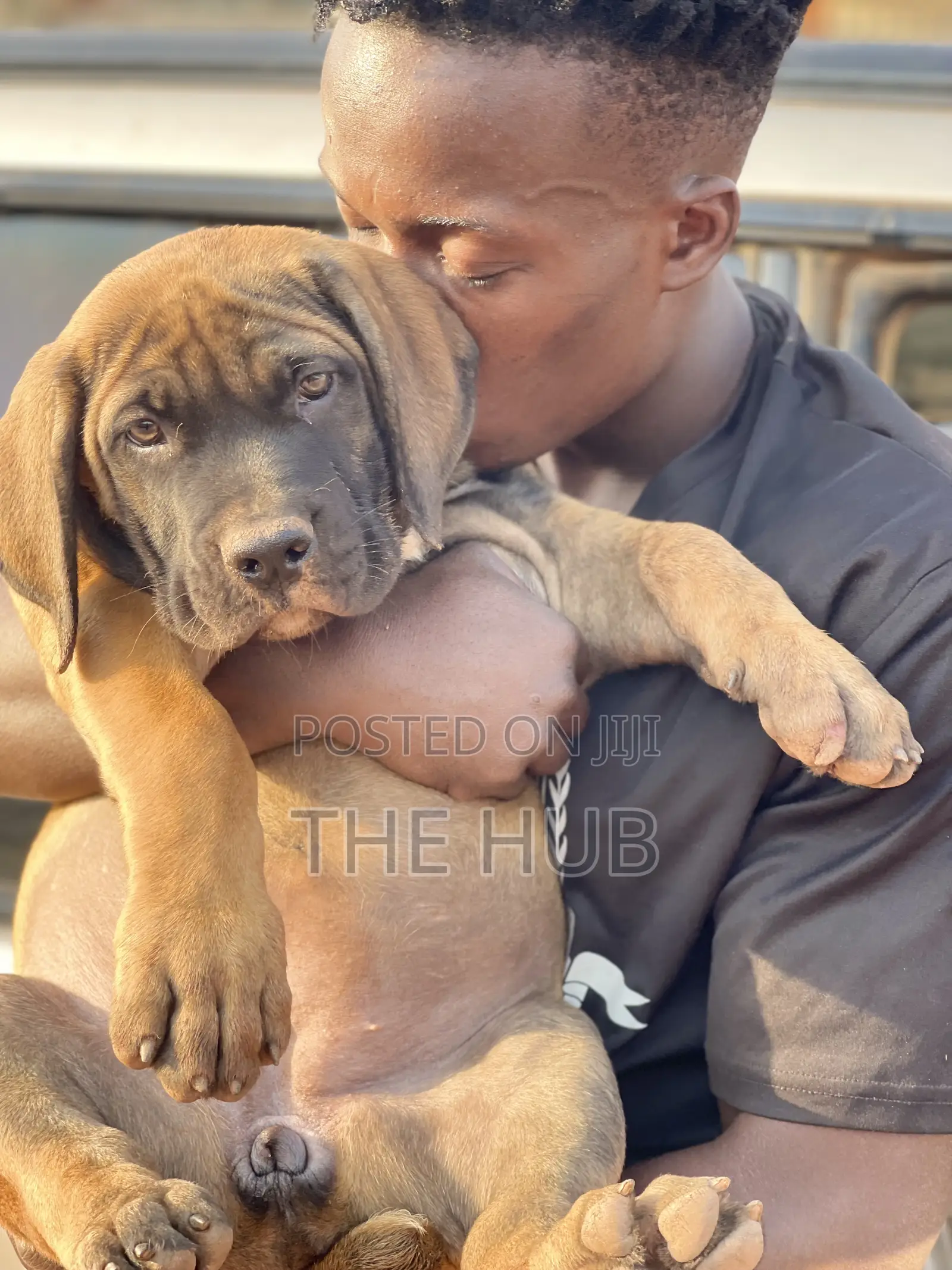 1-3 months Male Purebred Boerboel