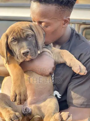 1-3 months Male Purebred Boerboel